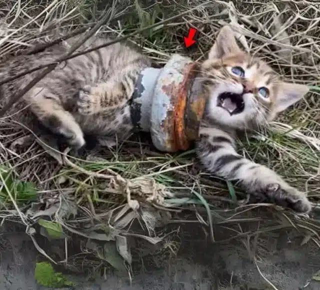 Then, one autumn morning, everything cha...