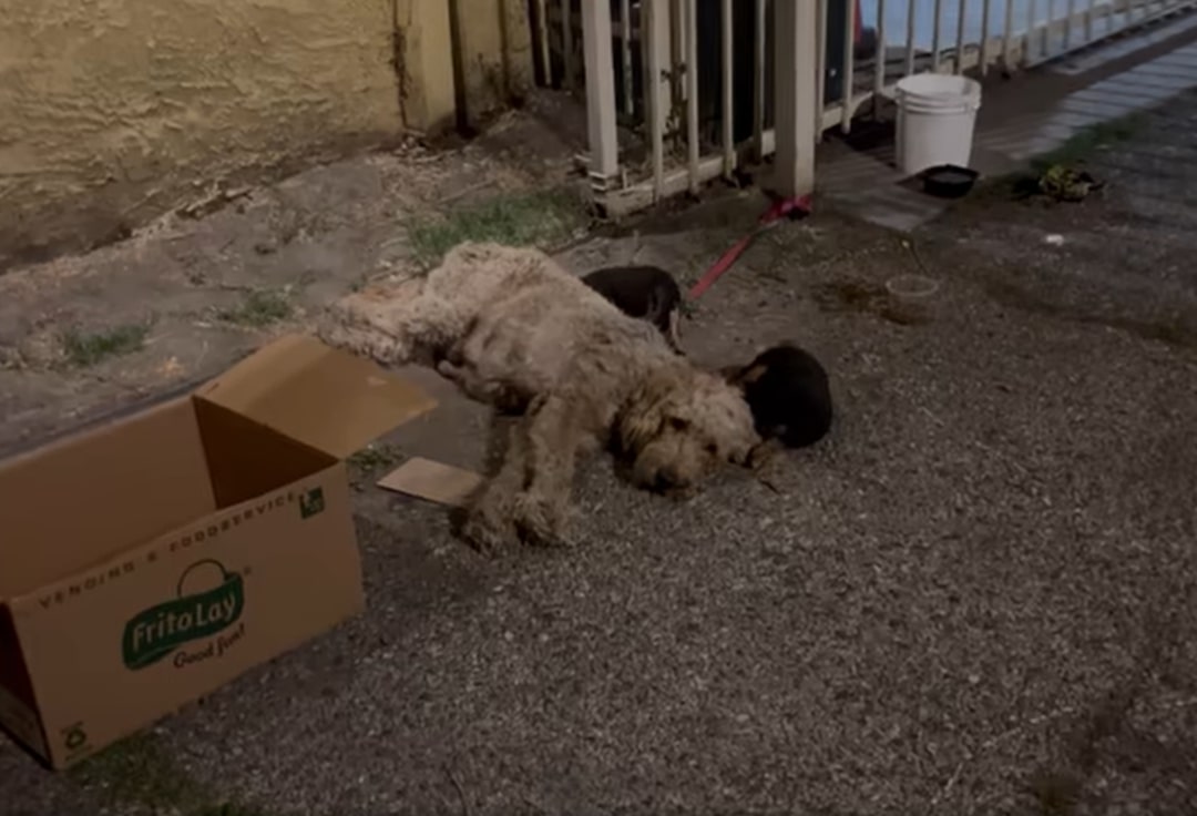 With proper nutrition, care, and affecti...