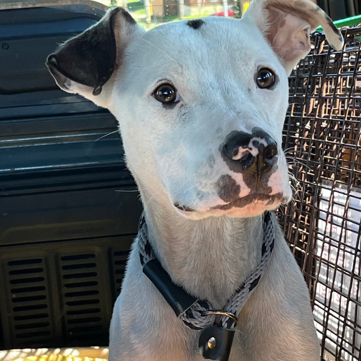 Extra image from article