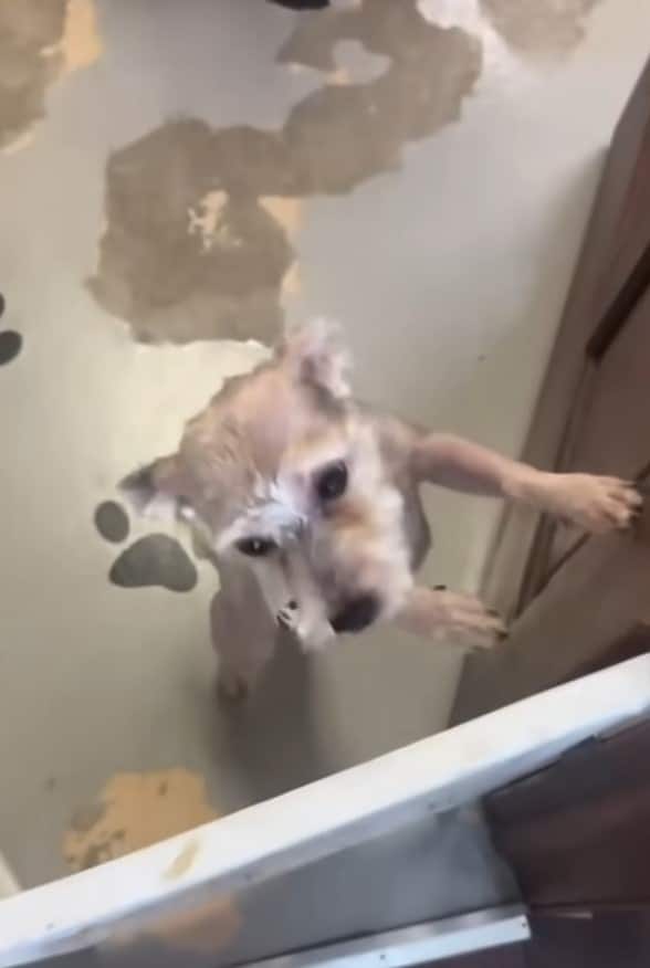 Extra image from article