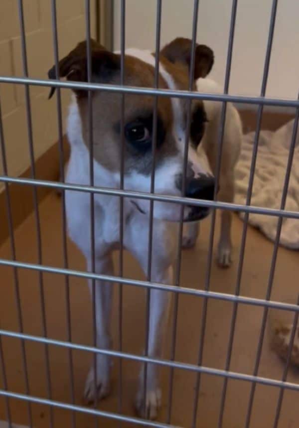 Saraceno, who had grown fond of Tinkerbe...