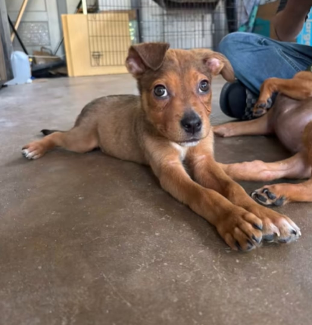 Extra image from article