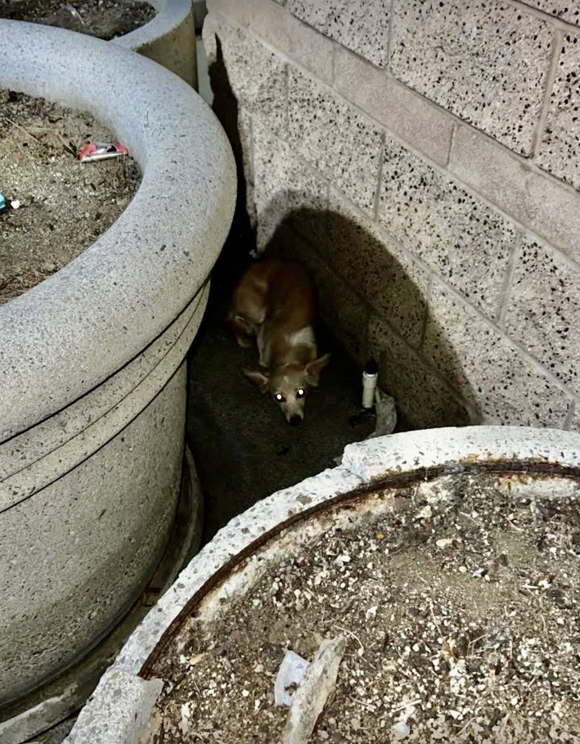 Once secured, the little dog was whisked...