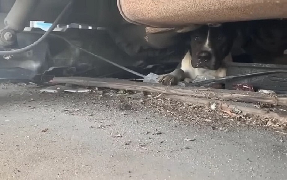 Her rescuers suspected Stella had endure...