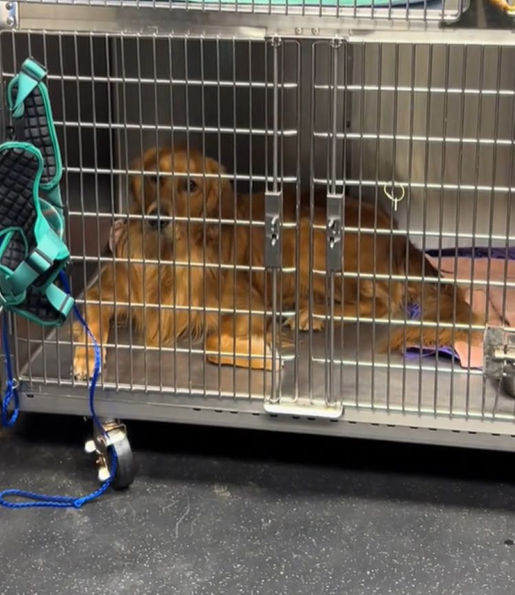 Extra image from article