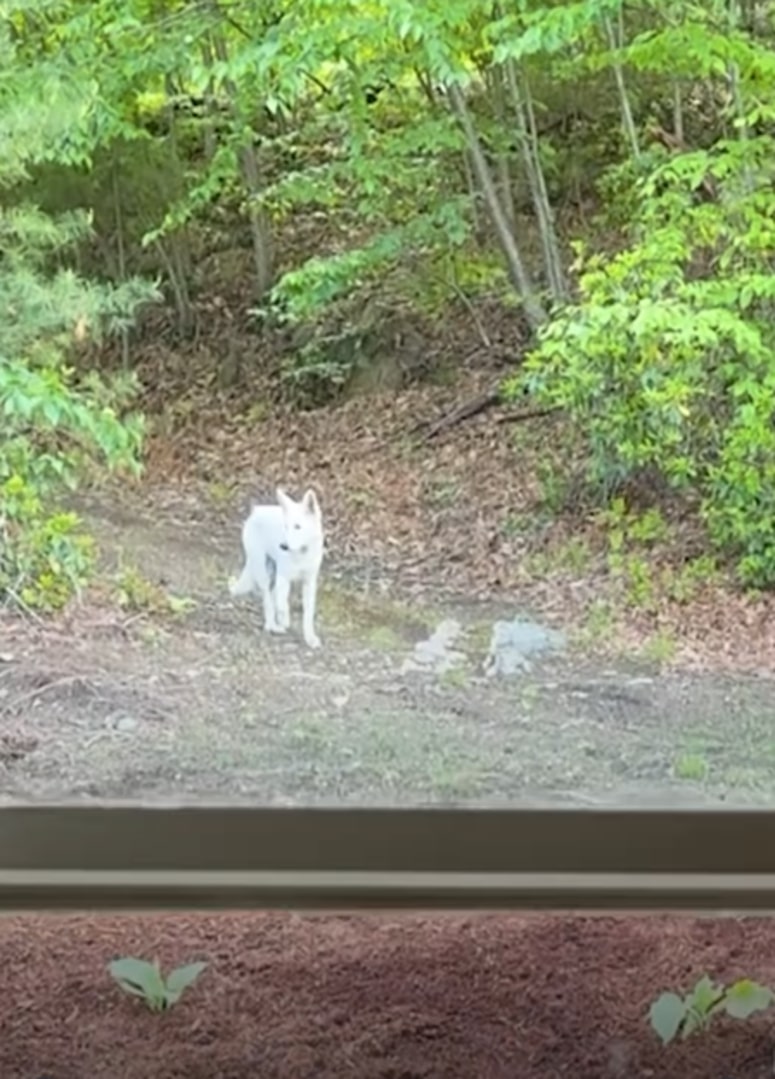 Stephanie welcomed CJ into her home, off...