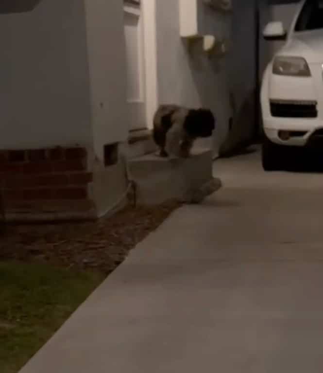 Extra image from article