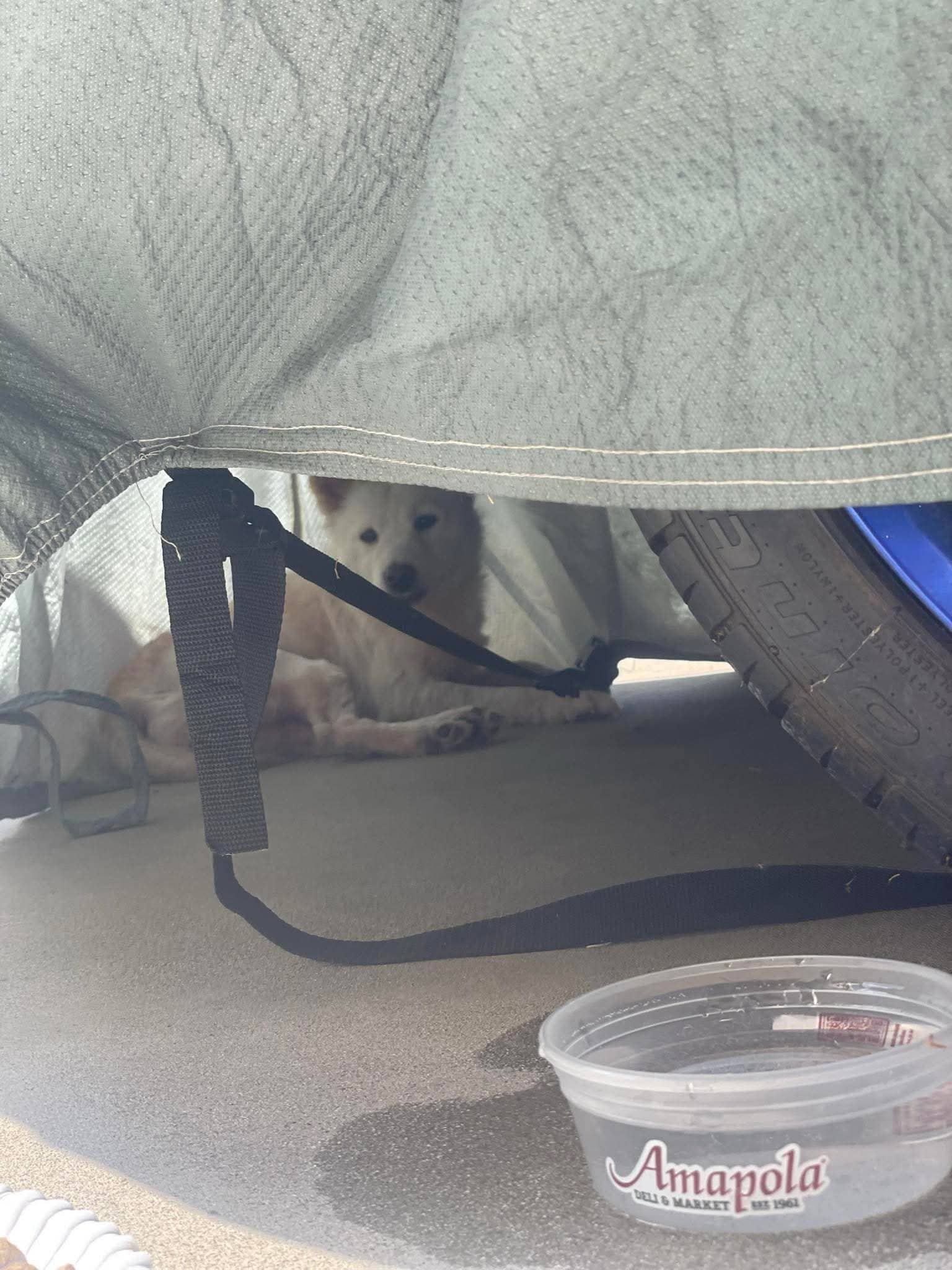 Extra image from article