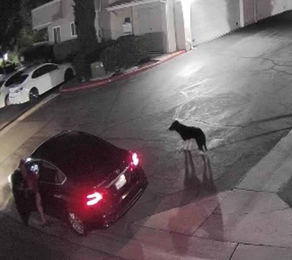 Soon enough, Panda entered the trap, mar...