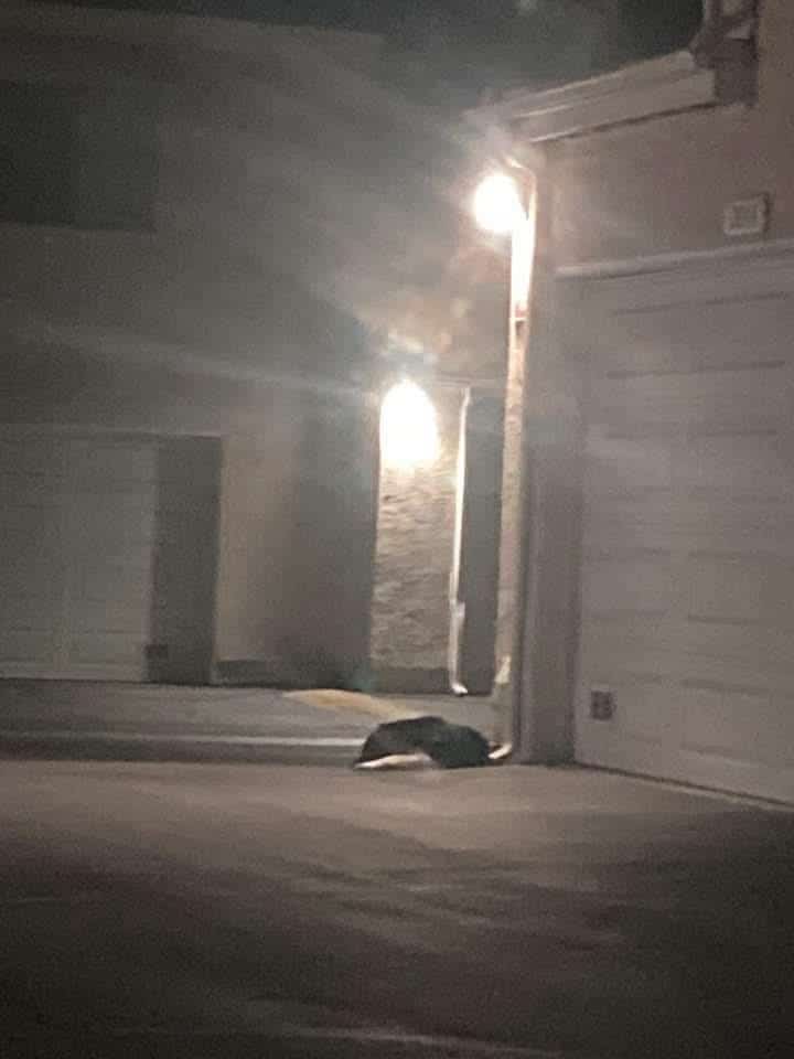 Extra image from article