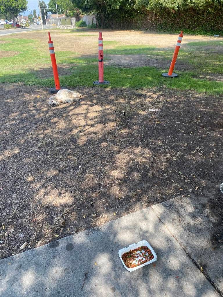 Back at the rescue, Landon received esse...