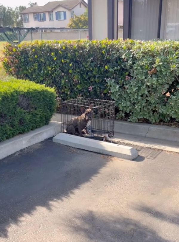 Over time, Goober’s fur grew back, and h...