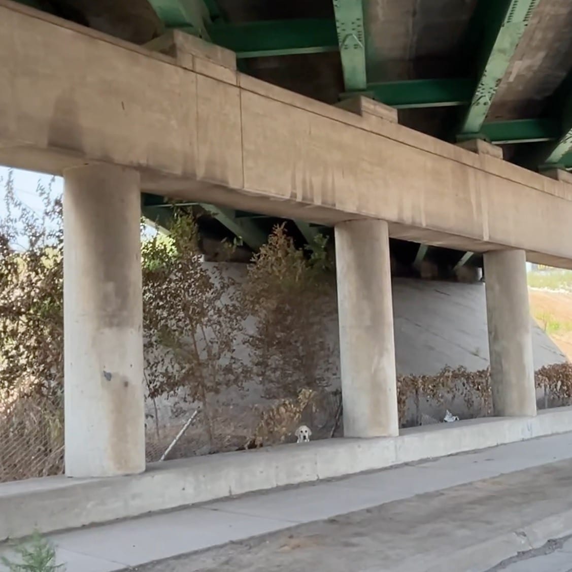 Meanwhile, Stray Rescue of St. Louis is ...