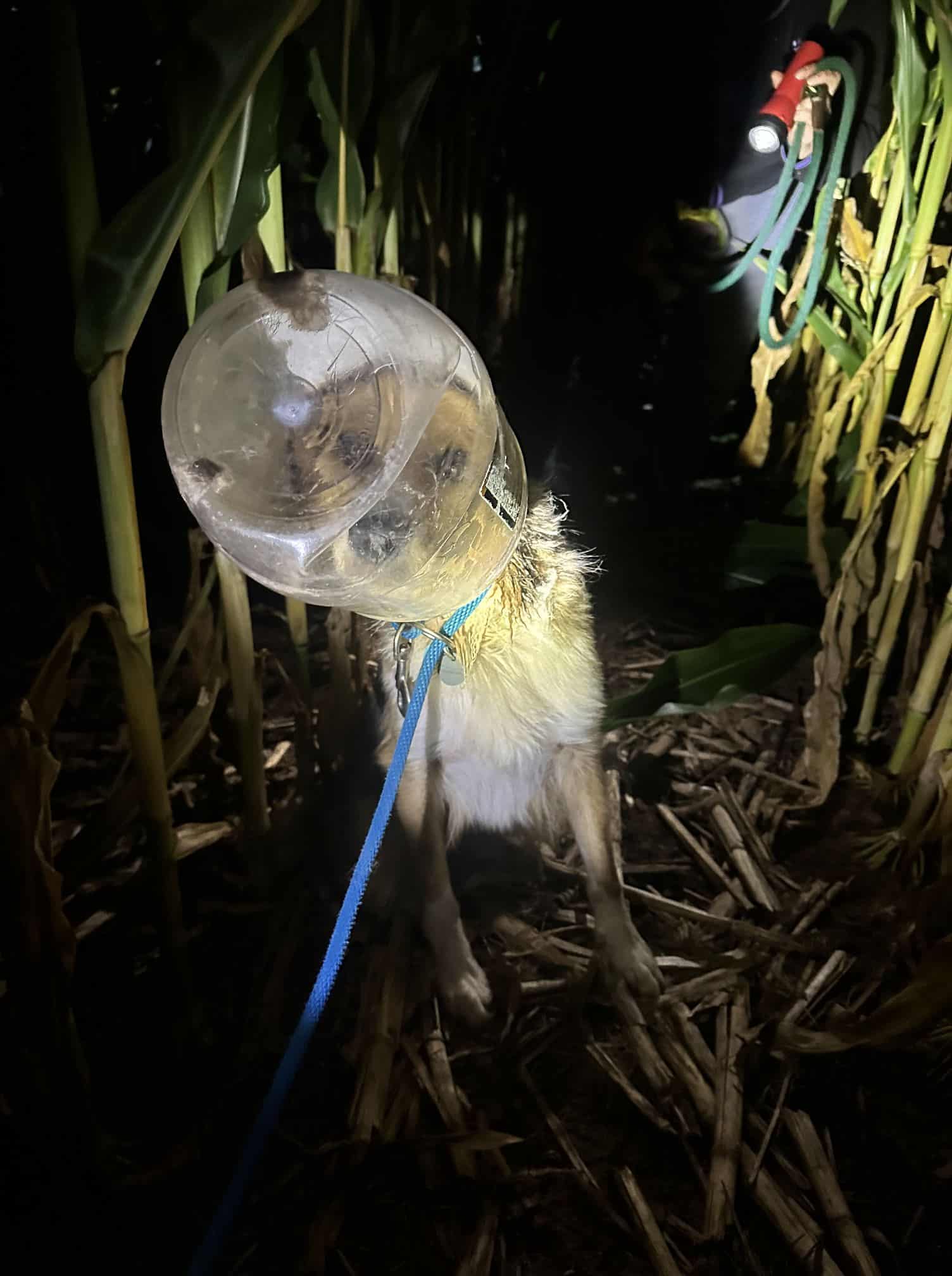 For now, the rescue center is focused on...