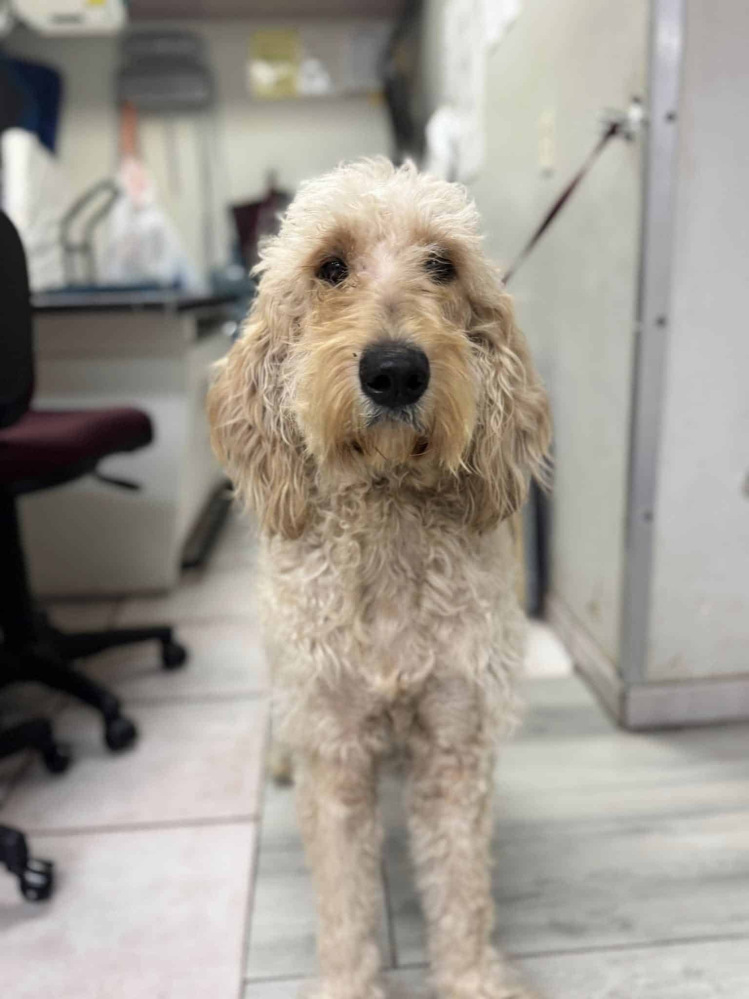 Extra image from article