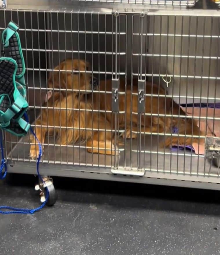 The humorous moment was captured and lat...