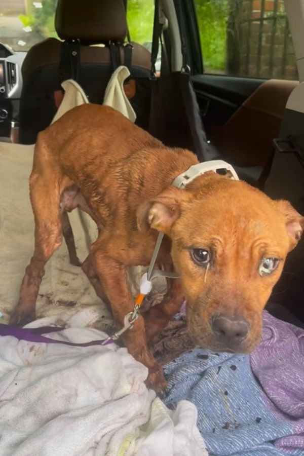 Extra image from article