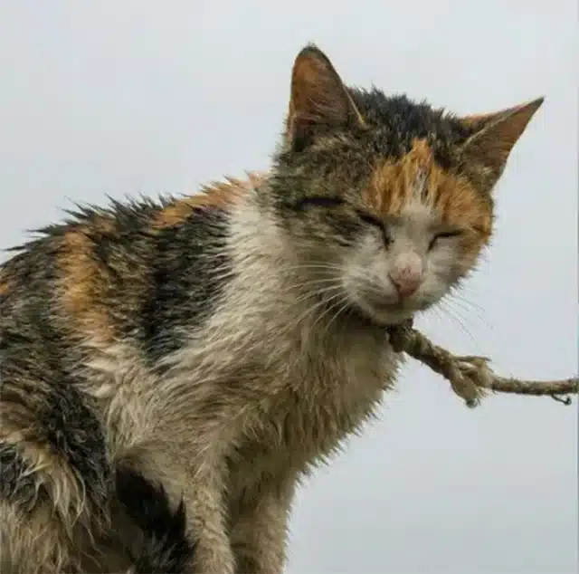 As we made our way to the vet, we spoke ...