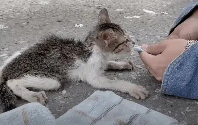 Nearby, a man named Thomas navigated the...