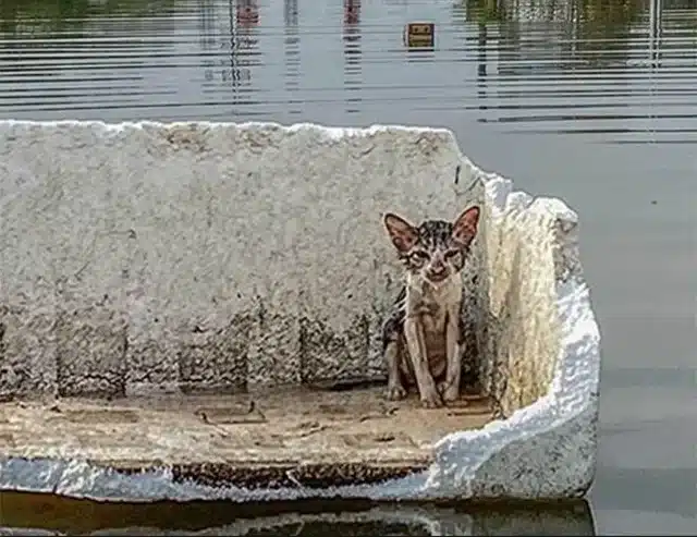 Amidst this turmoil, a small life strugg...