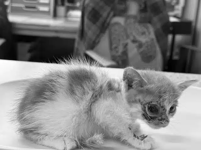 The vet explained the necessity of the s...