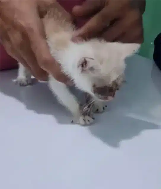 Veterinarians unanimously agreed that su...