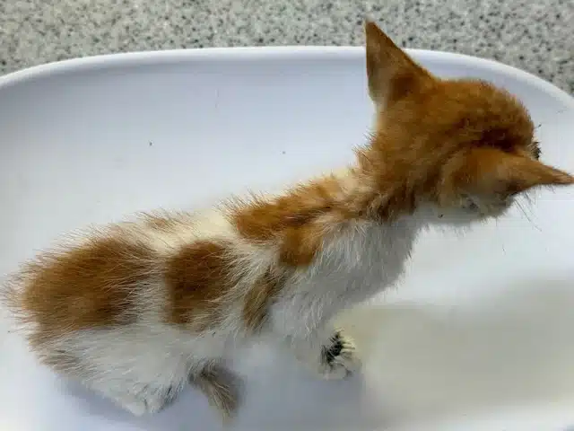 Through it all, Cipe remained a gentle f...