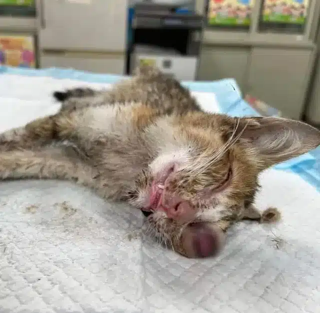 Compounding her difficulties, Marie exhi...