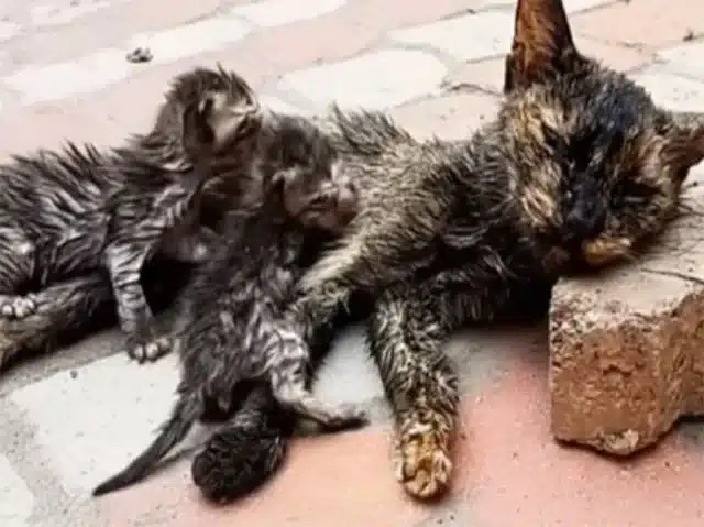 Recently, Marigold had become a mother....