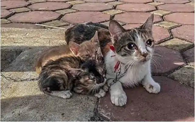 Time seemed to stretch as Luna's strengt...