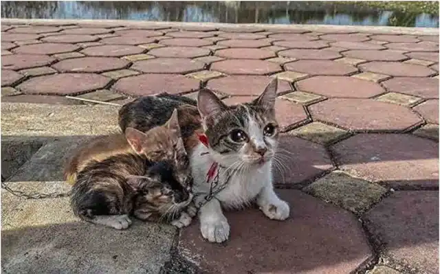 During the night, the tiny kitten, scarc...