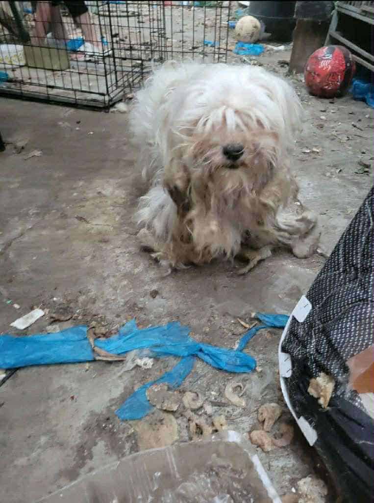 Thanks to Hall's unwavering efforts and ...