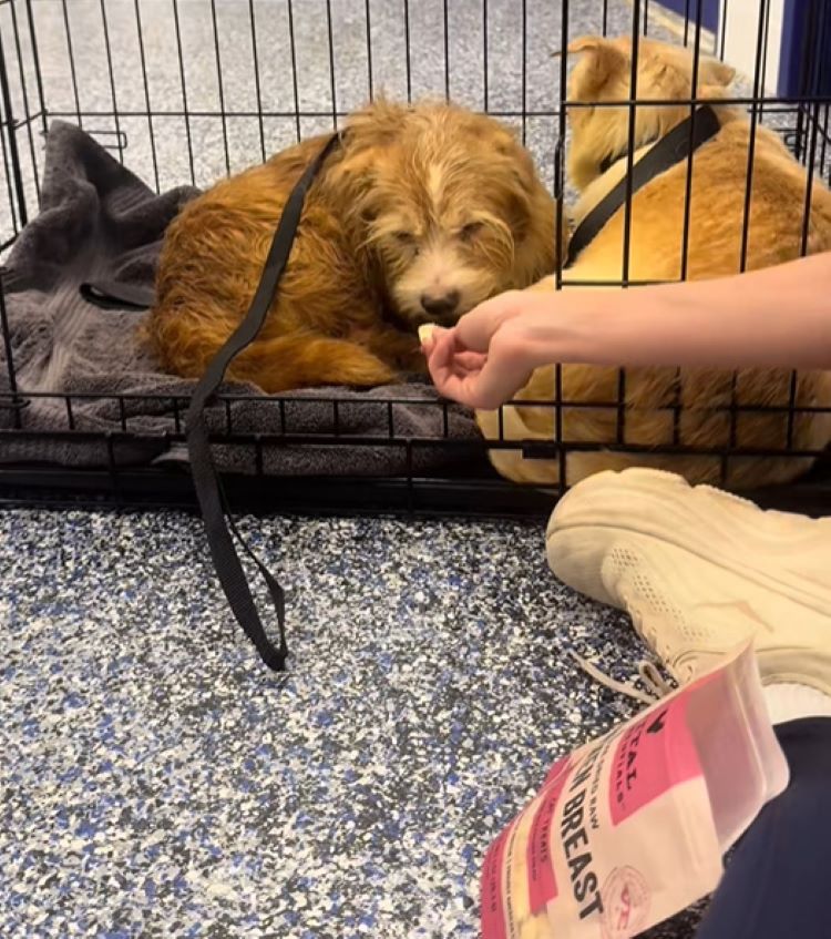 Extra image from article