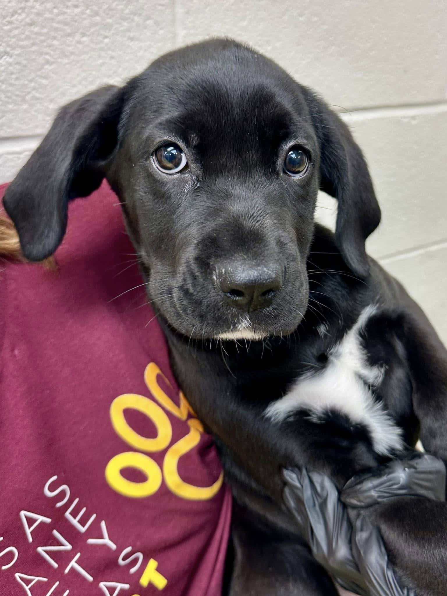 Extra image from article