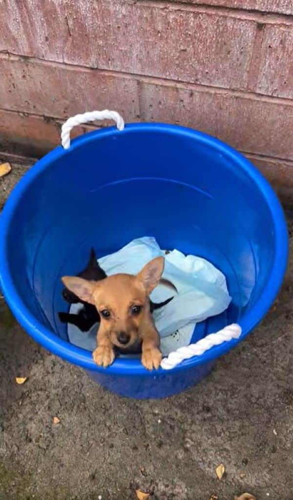 The other puppy was found to have an eye...