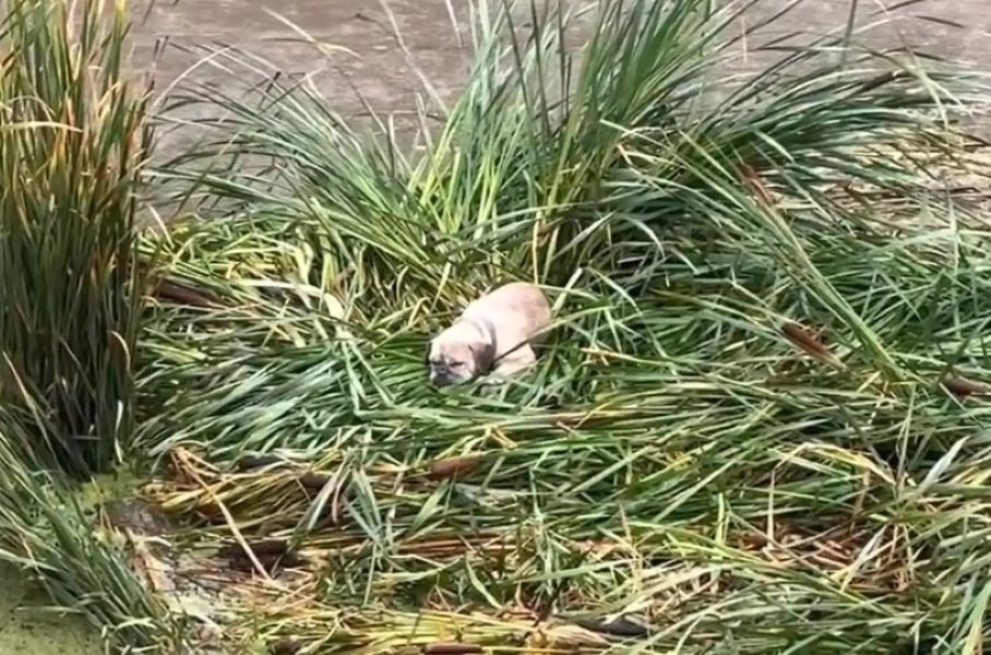 Now, the small dog is recuperating at th...