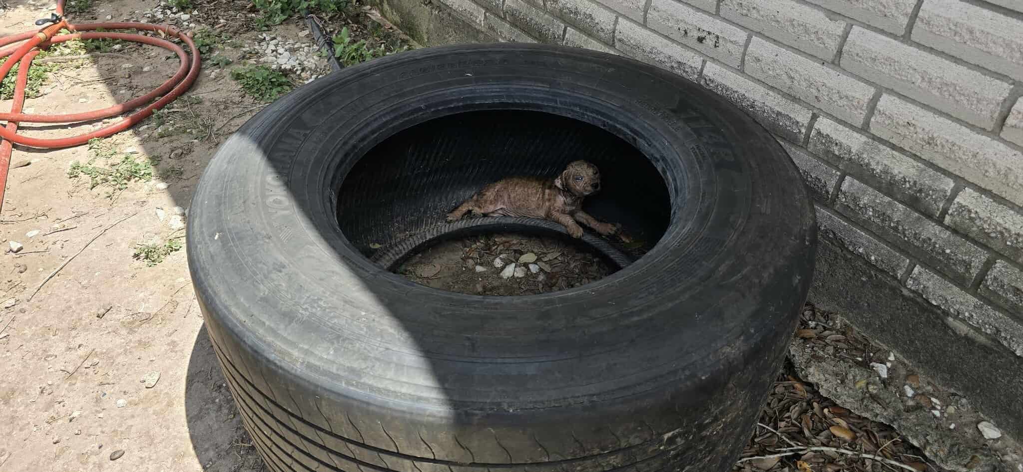 With regular medications and care, Ravio...