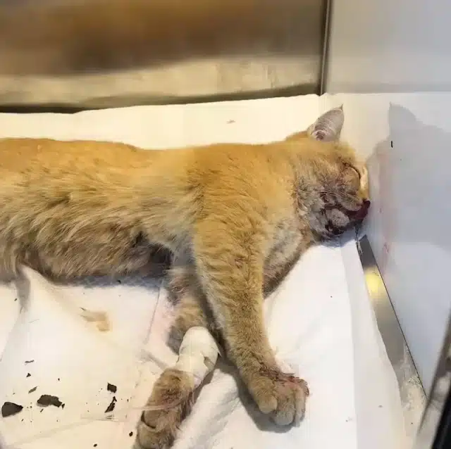 At the animal clinic, preparations for h...