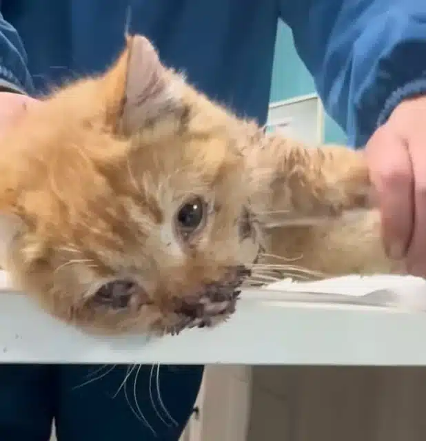 But within that silence, hope emerged. D...