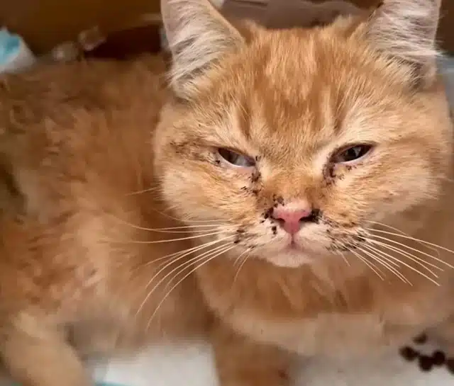 By morning, Whiskers cautiously sipped s...