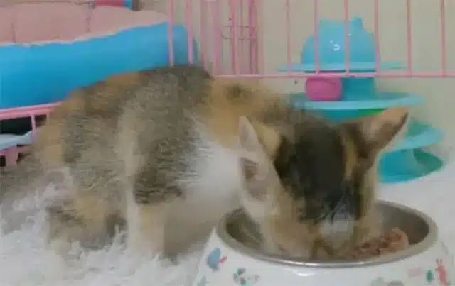 One day, the routine of the alley was in...