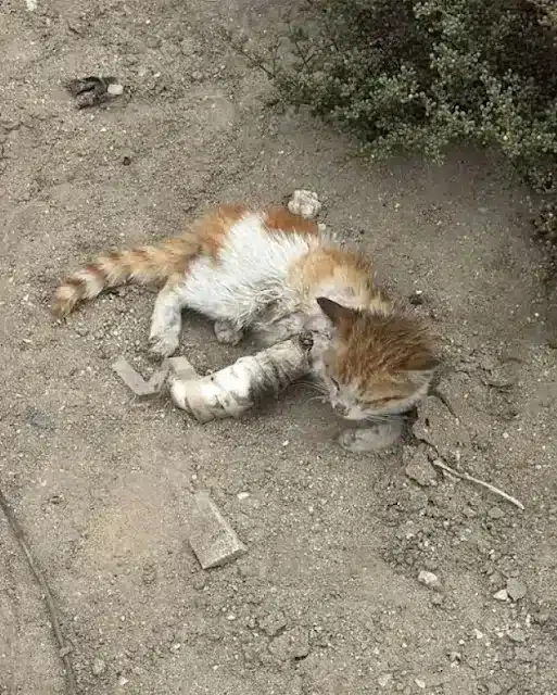 The kitten moved through his world with ...