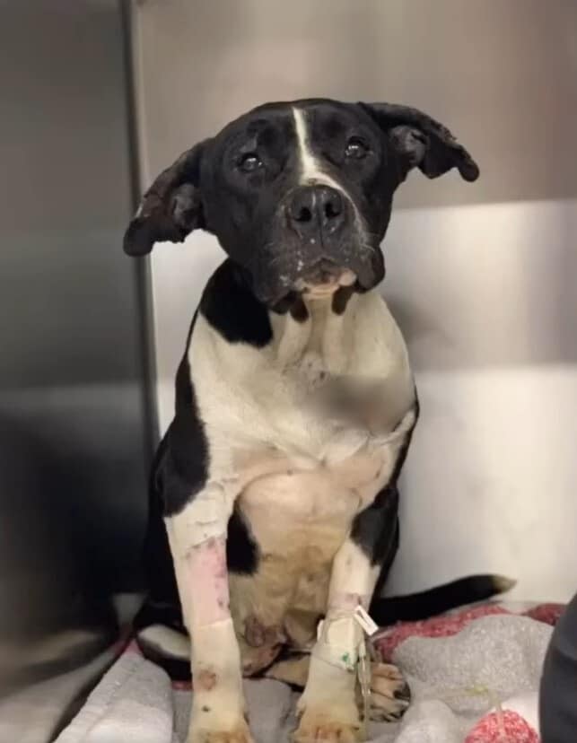 Extra image from article