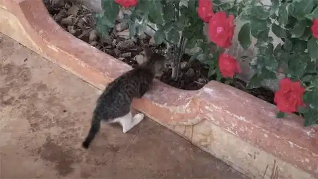 It was dragging itself. Without any fron...