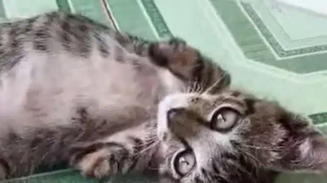 Just a quiet determination....