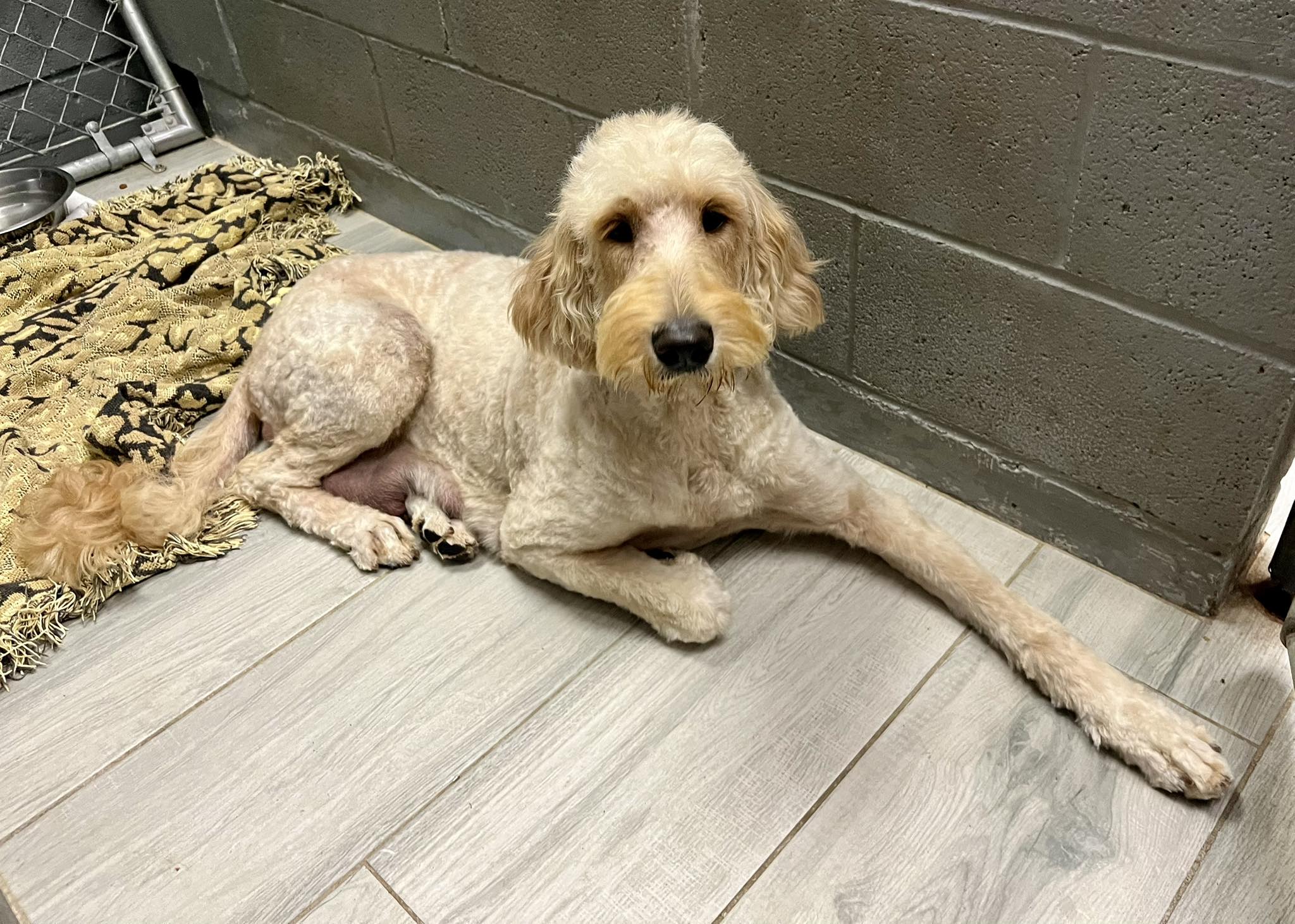 Extra image from article