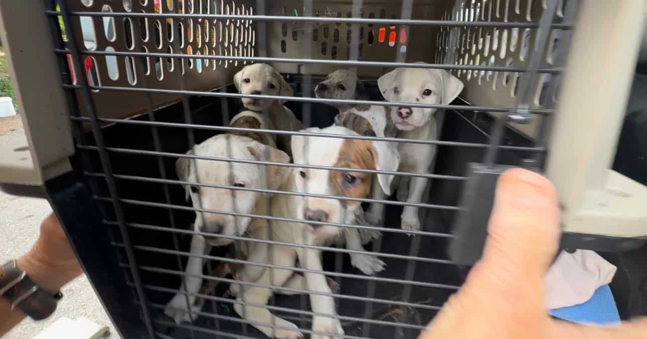 Extra image from article