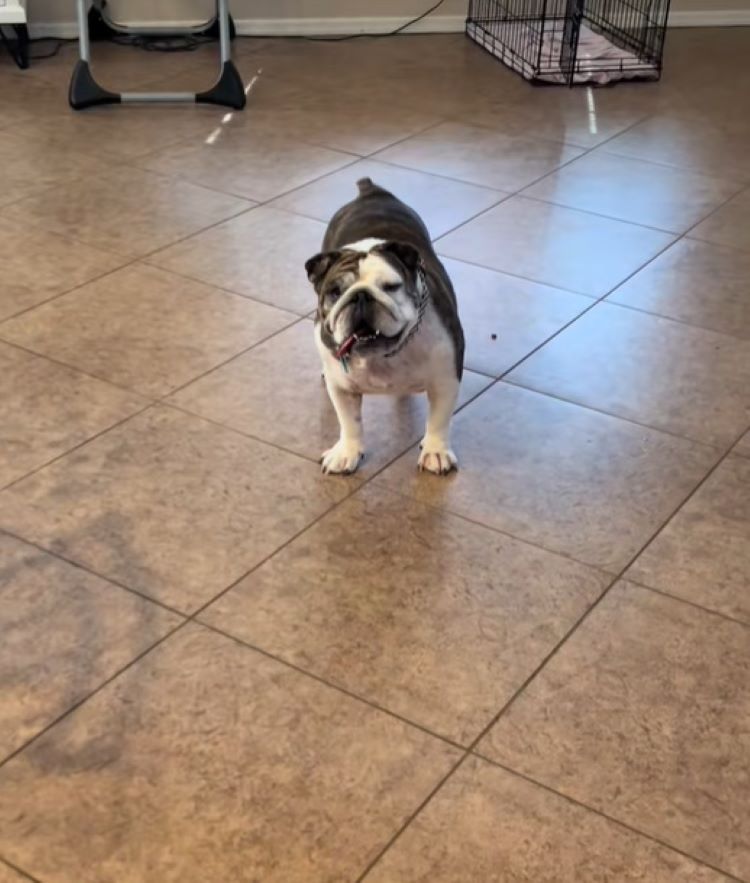 Amandine and her family celebrated Lulu'...