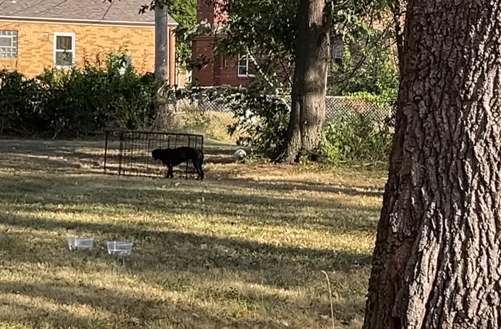 Extra image from article