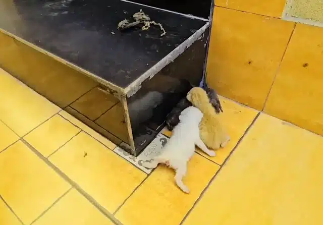 As the weather turned colder, Luna faced...